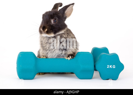 Rabbit Care - Weighing Rabbit on scales Stock Photo - Alamy