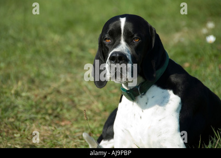 Photo of an English pointer dog The image shows the black and white dog lying down on the grass staring directly into the camera Stock Photo