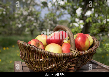 Basket of Apples Stock Photo