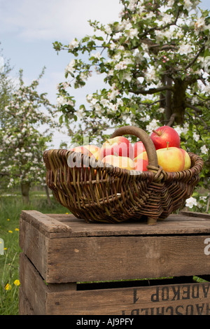 Basket of Apples Stock Photo