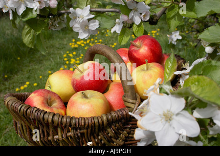Basket of Apples Stock Photo
