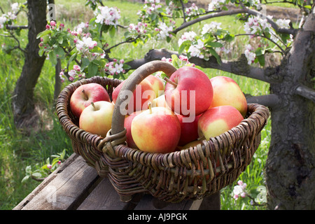 Basket of Apples Stock Photo