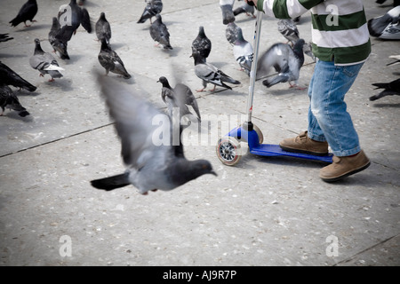 Boy Chasing Pigeons on Scooter Stock Photo