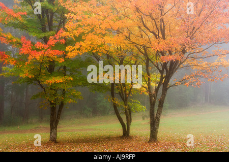 Maple Trees, Dandenong Ranges National Park, Victoria, Australia Stock Photo