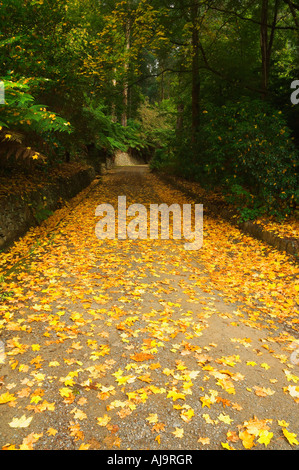 Path, Dandenong Ranges National Park, Victoria, Australia Stock Photo