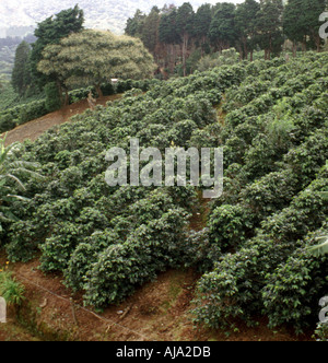Coffee Plantation, Costa Rica Stock Photo