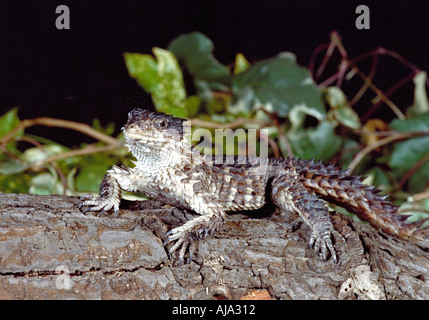 Giant Zonure Or Sungazer Lizard, Cordylus Giganteus Stock Photo - Alamy