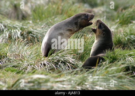 Young,fur seal,pup,appealing,beautiful,alert,den Stock Photo