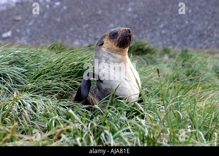Fur seal  pup on grass   at Peggity Beach South Georgia Island Scotia Sea