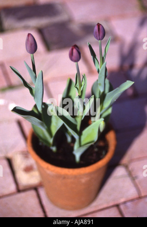 Three tulips Queen of the Night in bud ready to flower Stock Photo