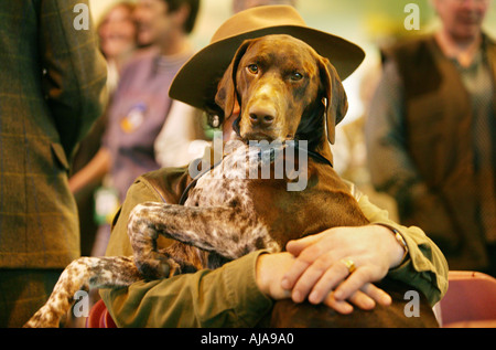 A dog sitting on its owners lap at Crufts at the National Exhibition Centre Birmingham UK Stock Photo