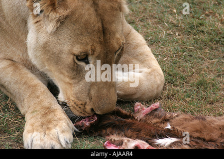 Lioness eating meat Africa Stock Photo