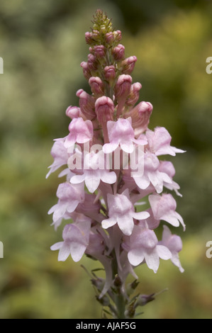 Linaria purpurea 'Canon J Went' Purple Toadflax Stock Photo