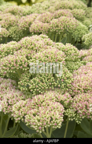 Sedum flower buds. Stock Photo