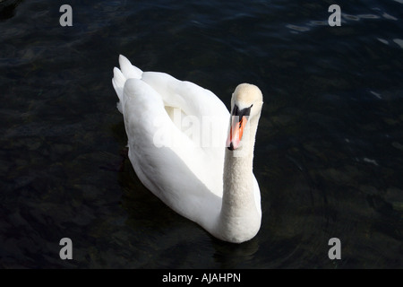 White swan on black background Stock Photo