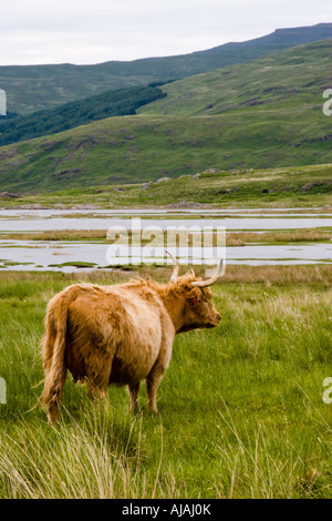 Highland cow (heilan coo), Isle of Lewis, Scotland Stock Photo - Alamy