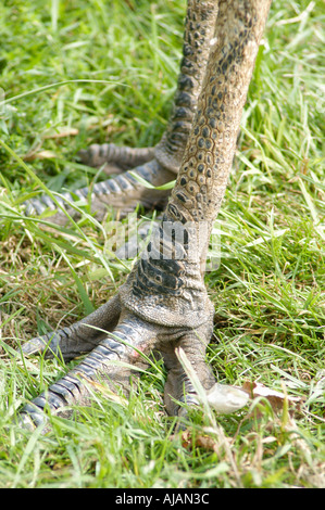 EMU LEGS Stock Photo
