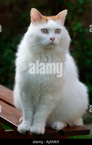 Pedigree Turkish Van cat a breed originating from Lake Van in