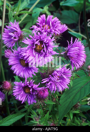 Aster novae angliae Mrs S T Wright Stock Photo