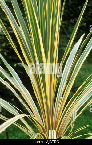 Cordyline australis Sparkler 3 Stock Photo