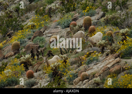 Peninsular desert bighorn sheep (Ovis canadensis cremnobates) Stock Photo