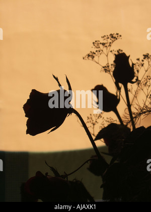 silhouette roses in vase Stock Photo