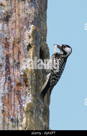 Red Cockaded Woodpecker (Picoides borealis) taking food to nest cavity
