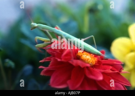 This praying mantis really seemed to like our front yard flower garden. He seemed to pose for me on the dahlia blooms. Stock Photo