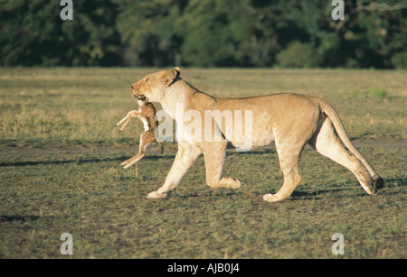 Lioness carrying a baby Thomson s Gazelle Masai Mara National Reserve Kenya East Africa Stock Photo