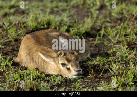 Red fronted or Thomson s Gazelle Gazella rufifrons new born young hiding amongst grass Masaii Mara Kenya Stock Photo