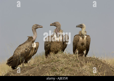Three White backed Vulture Gyps africanus Masaii Mara Kenya perched on termite mound Stock Photo
