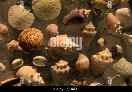 sea shells cluster seashells on bdach souvenirs sanibel captiva islands southwest florida barrier island lee county fl fla hor Stock Photo