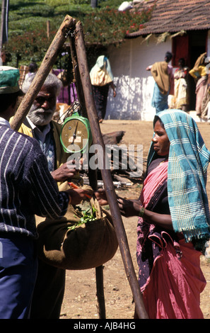 South India Kerela Local Caption Munnar Tea Pickers Stock Photo