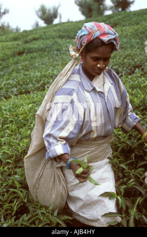 South India Kerela Local Caption Munnar Tea Pickers Stock Photo