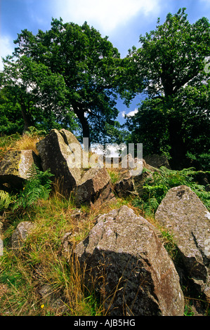 Veteran oak tree in Bradgate Park part of Charnwood Forest near Leicester England UK with ancient rocks in foreground Stock Photo