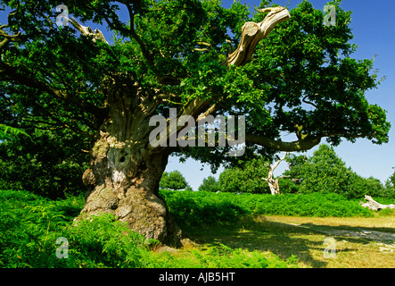Veteran oak tree in Bradgate Park part of Charnwood Forest near Leicester England UK Stock Photo