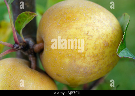 Apples Stock Photo