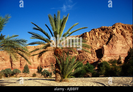 Oasis Of Ain Khadra With Palm Trees In The White Desert National Stock ...