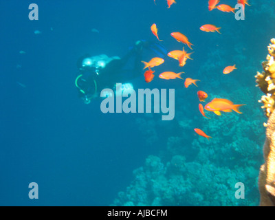 Underwater diving picture of fish and a scuba diver in Red Sea at the Canyon dive site near Dahab Sinai Egypt Stock Photo