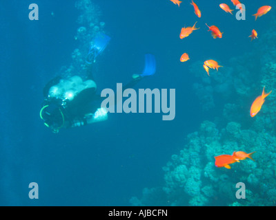 Underwater diving picture of fish and a scuba diver in Red Sea at the Canyon dive site near Dahab Sinai Egypt Stock Photo