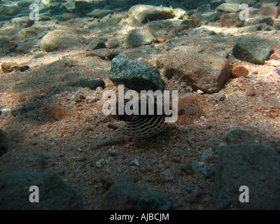 Underwater diving picture of a Lionfish Pterois volitans on the seabed in Red Sea at Lighthouse dive site near Dahab Sinai Egypt Stock Photo