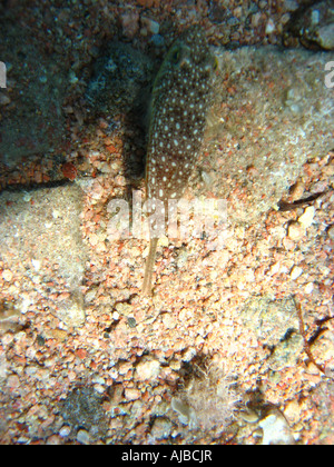Underwater diving picture of Yellow spotted burrfish Cyclichthys spilostylus over the seabed in Red Sea at Lighthouse dive site Stock Photo