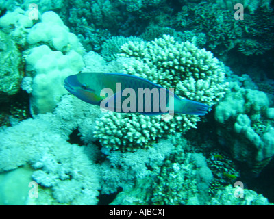 Underwater diving picture of a parrotfish in Red Sea at Islands dive site near Dahab Sinai Egypt Stock Photo