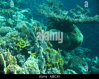 Underwater diving picture of various corals and a large table coral Acropora sp in the background in Red Sea near Dahab Sinai
