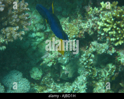 Underwater diving picture of a blue sailfin tang Zebrasoma xanthurum in Red Sea at Islands dive site near Dahab Sinai Egypt Stock Photo