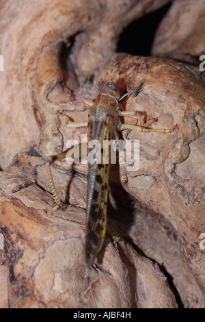 Desert Locust (Schistocerca gregaria) on rock Stock Photo