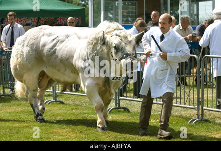 Belgian Blue bull at Burwarton Show in Shropshire Stock Photo