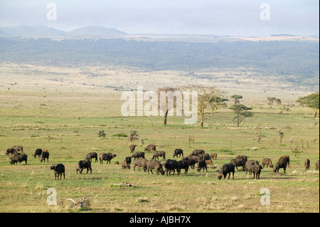 Cape Buffalo (Syncerus caffer) Herd on an Open Plain Stock Photo