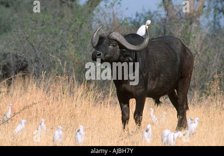 Buffalo (Syncerus caffer) with Cattle Egret (Bubulcus ibis) on Its Head Stock Photo
