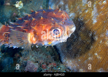 Orbicular Burrfish (Cyclichthys orbicularis) Lembeh Straits North Sulawesi Indonesia Stock Photo